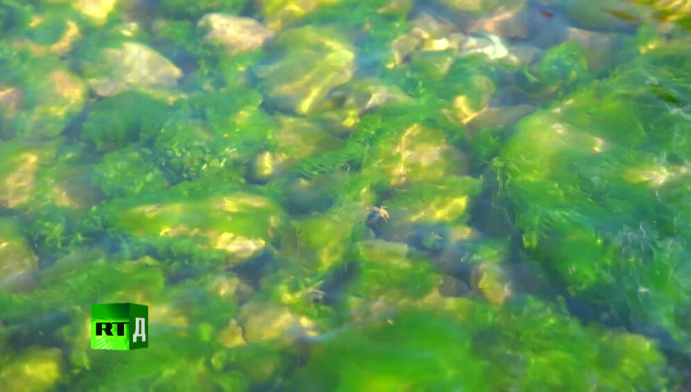 Spirogyra algae invading Lake Baikal