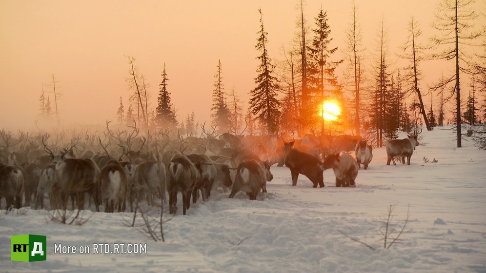 Nenets people reindeer herding