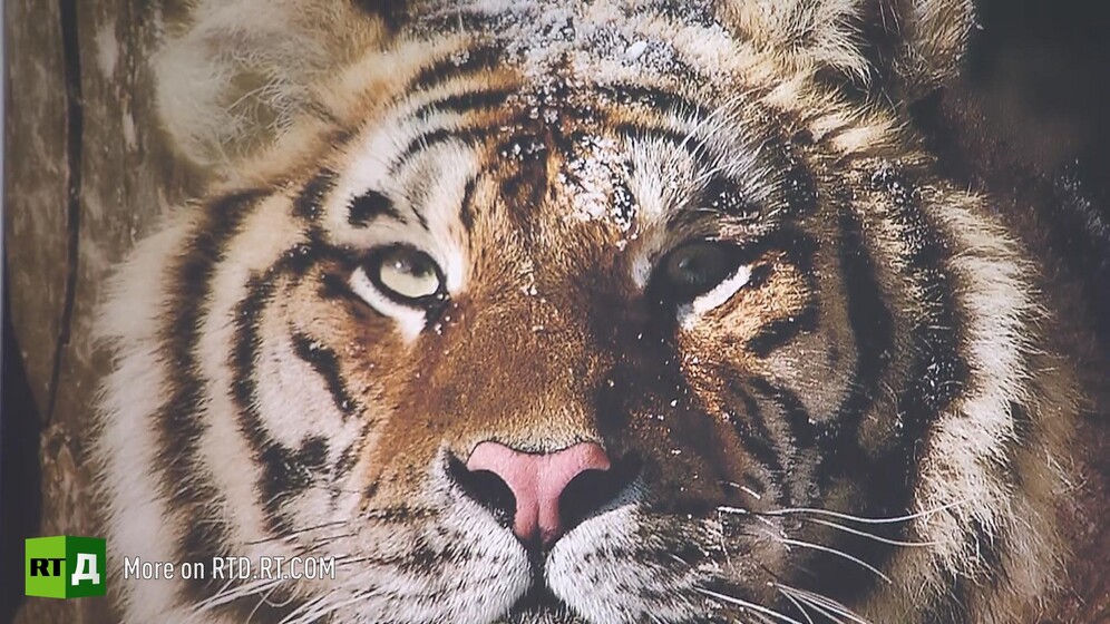 Siberian tiger
