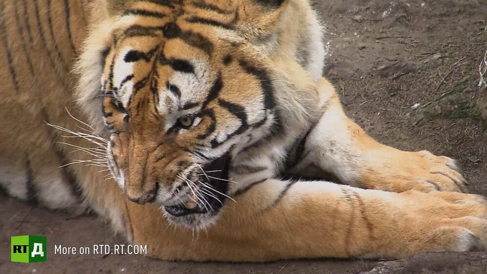 Siberian tiger
