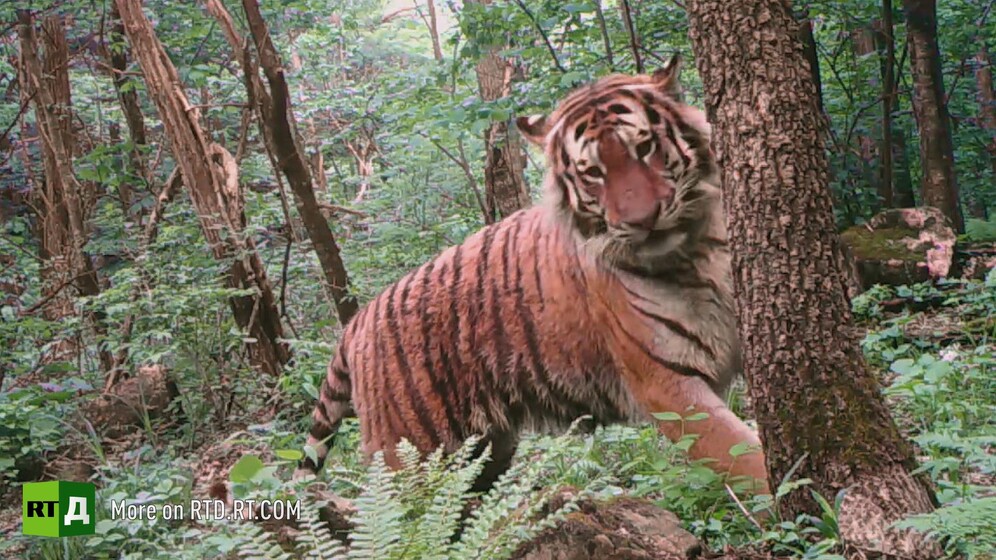 Siberian tiger