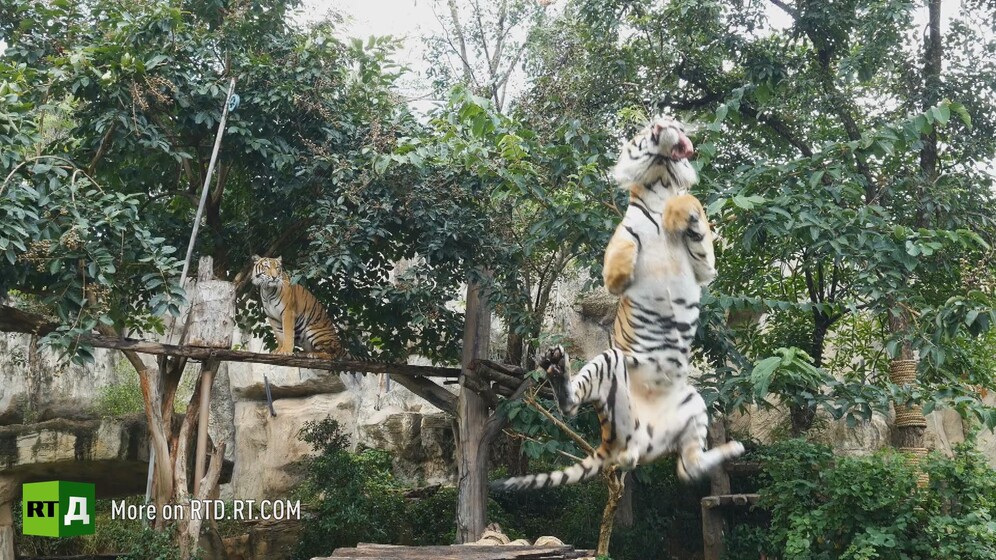 Siberian tiger