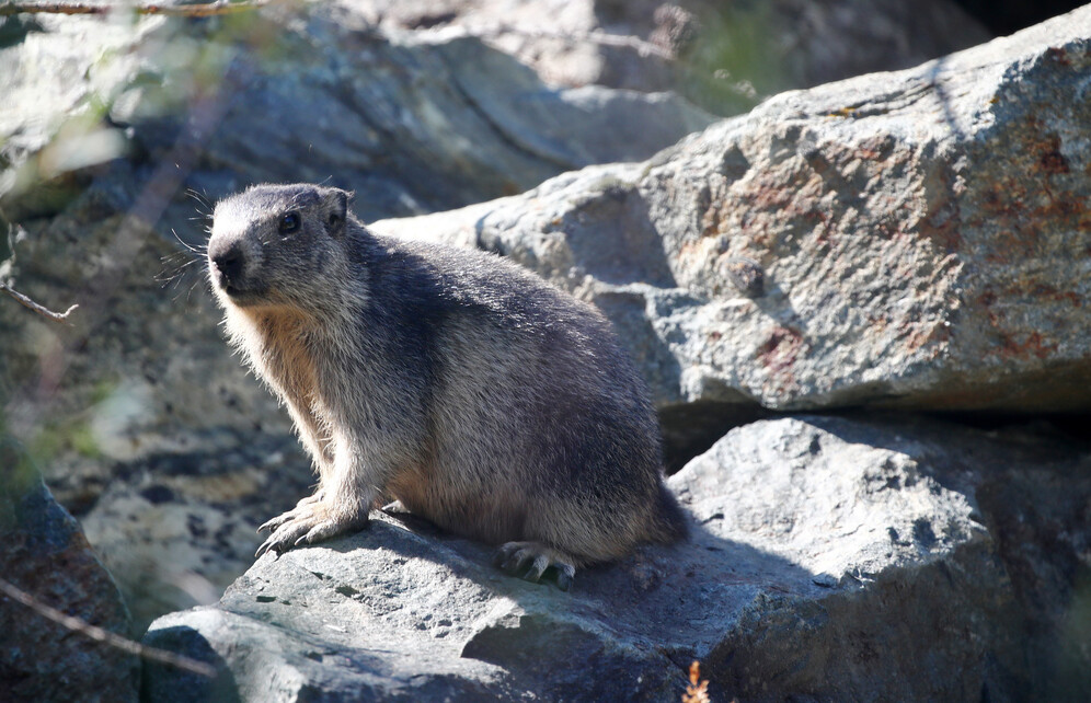 China Mongolia bubonic plague