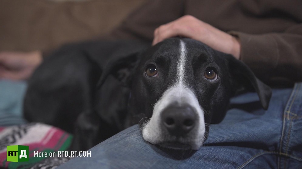 Black and white dog lying on sofa. Still taken from RTD documentary Kidless.
