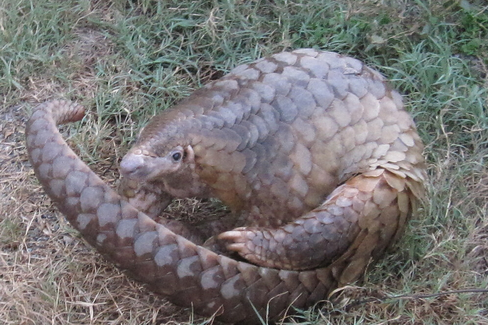 Pangolin