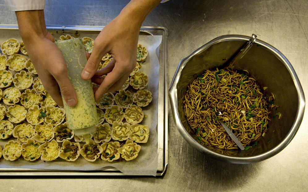 mealworm quiches insted of meat