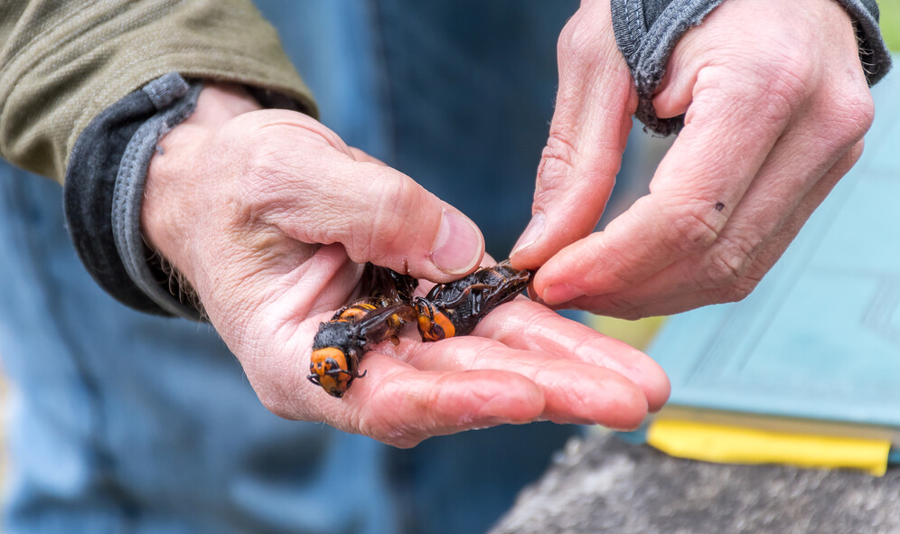 chris looney holds dead asian hornets