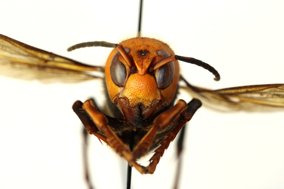 asian giant hornet 2 inches long