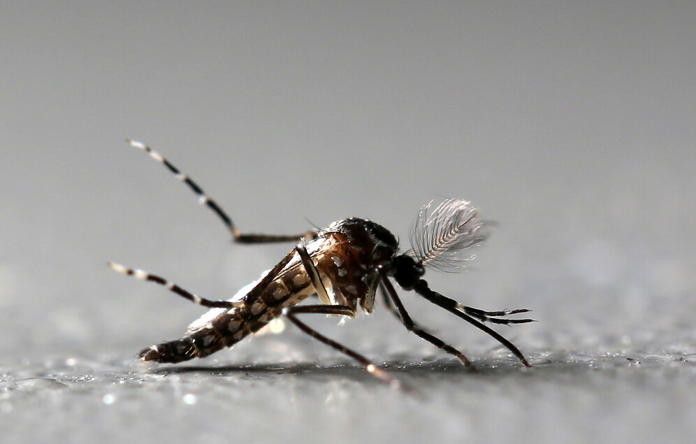 Genetically modified male Aedes aegypti mosquitoes at Oxitec factory in Piracicaba, Brazil, 2016
