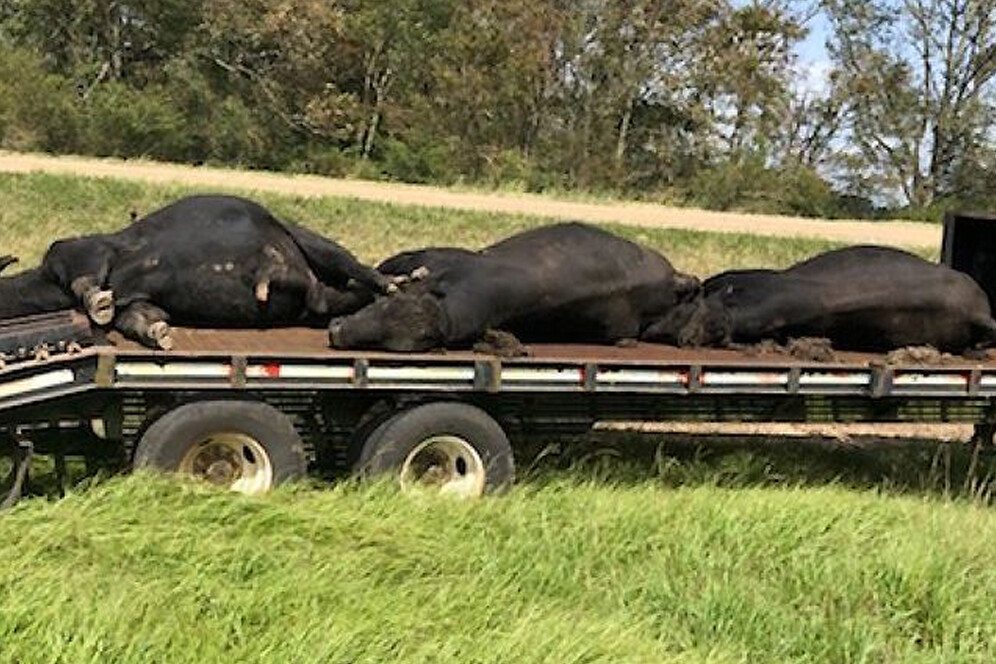 dead cattle in louisiana 