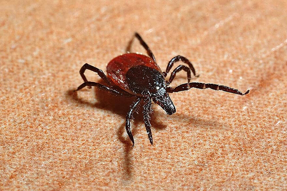 taiga ticks are disease carriers