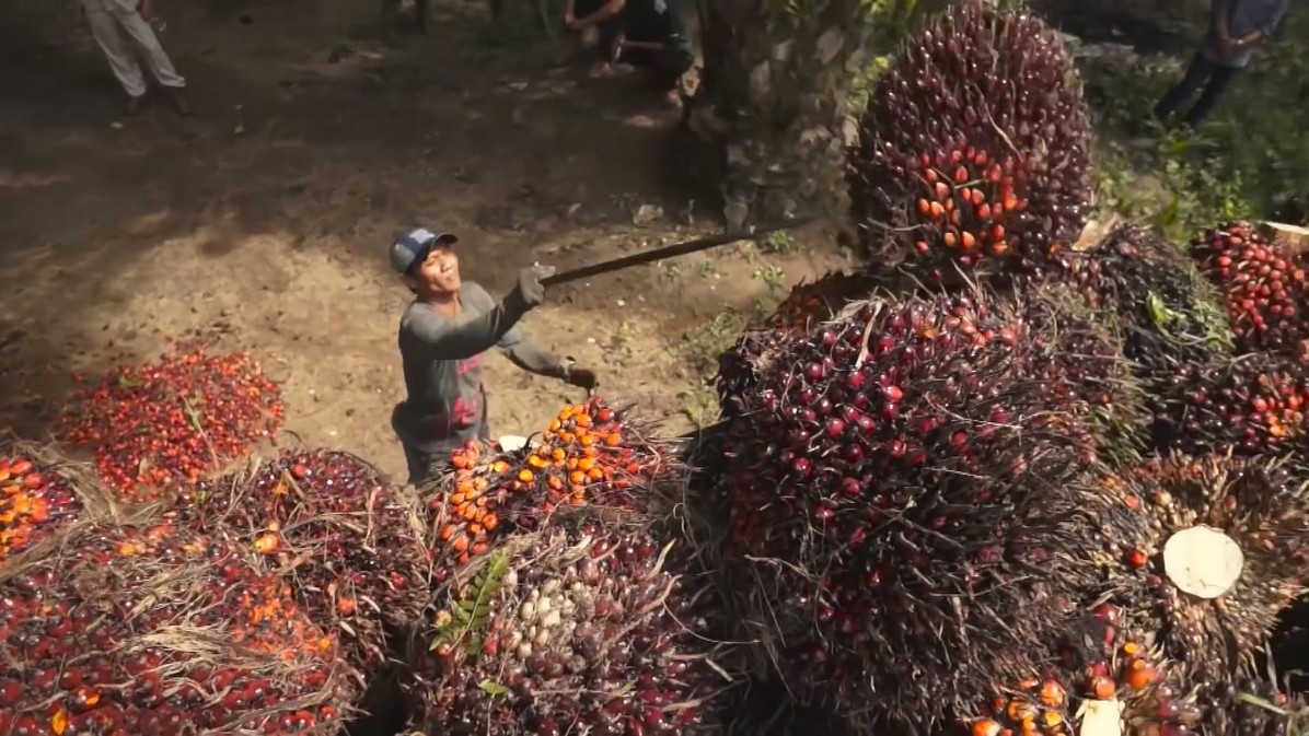 Official sources point to more than 5 million people working in oil palm plantations and another 15 million in related job /