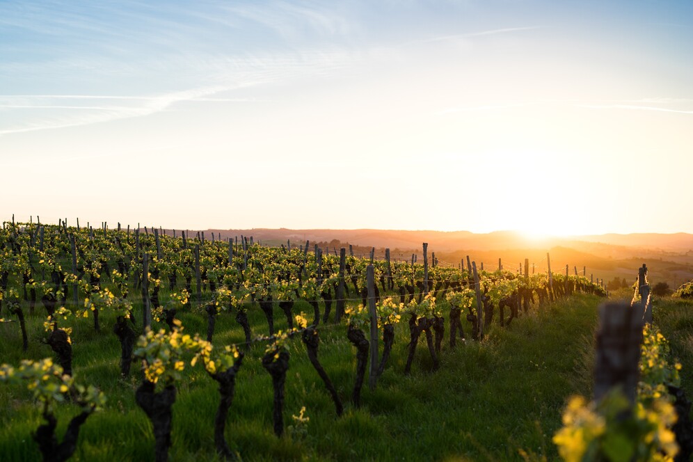 harvard spends millions on vineyards