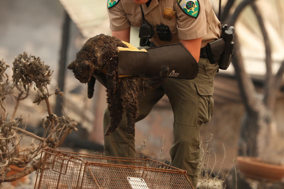 us wildfires injured cat