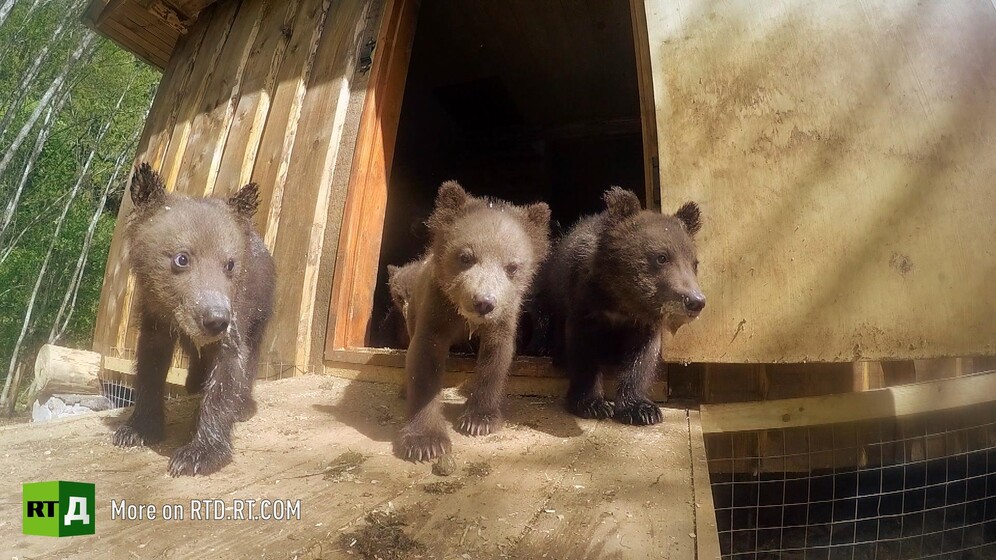 Bear documentaries on RTD